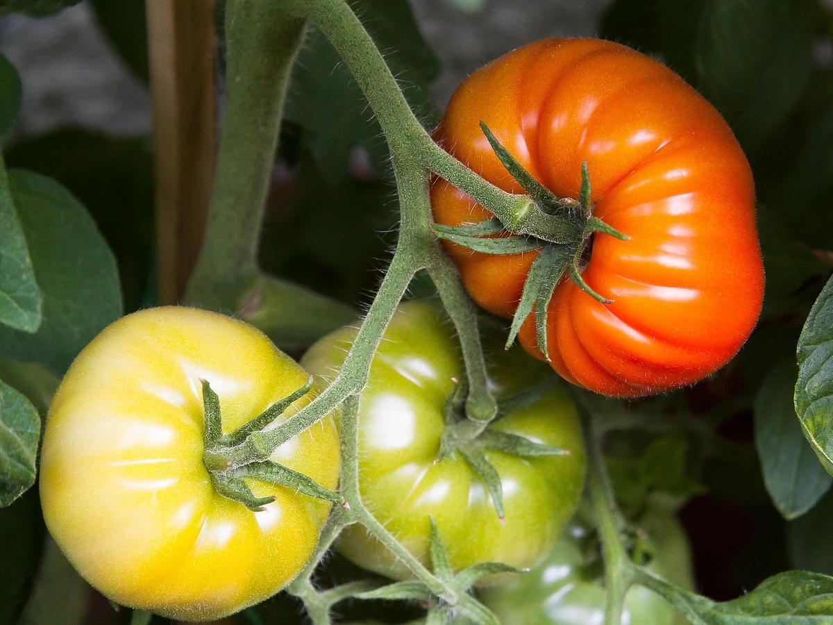 Boicie się, że pomidory na działce nie zdążą dojrzeć? Wypróbujcie trik mistrzów ogrodnictwa