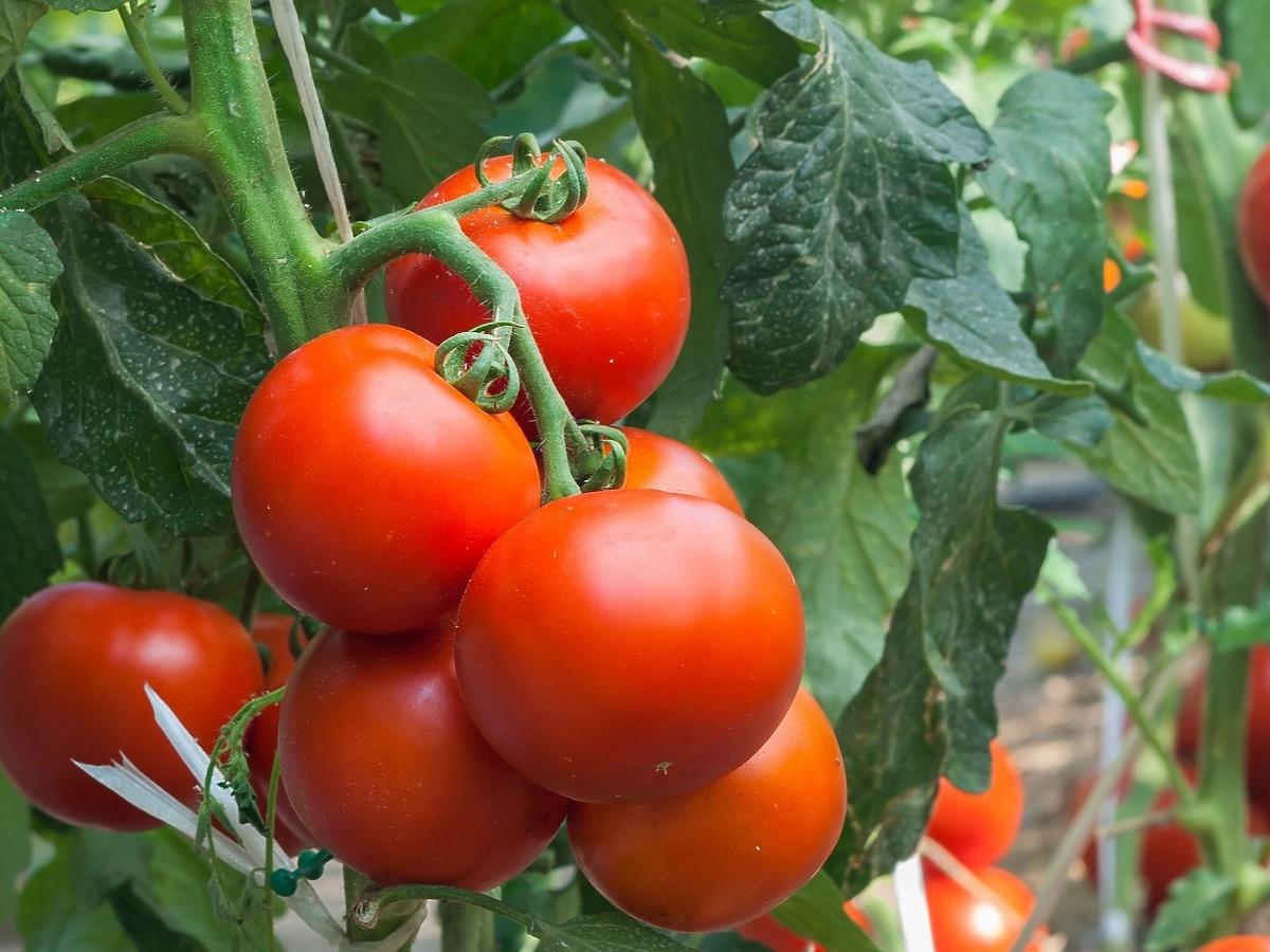 Chcecie, żeby wasze pomidory rosły jak szalone? Wykorzystajcie ten prosty trik z drożdżami