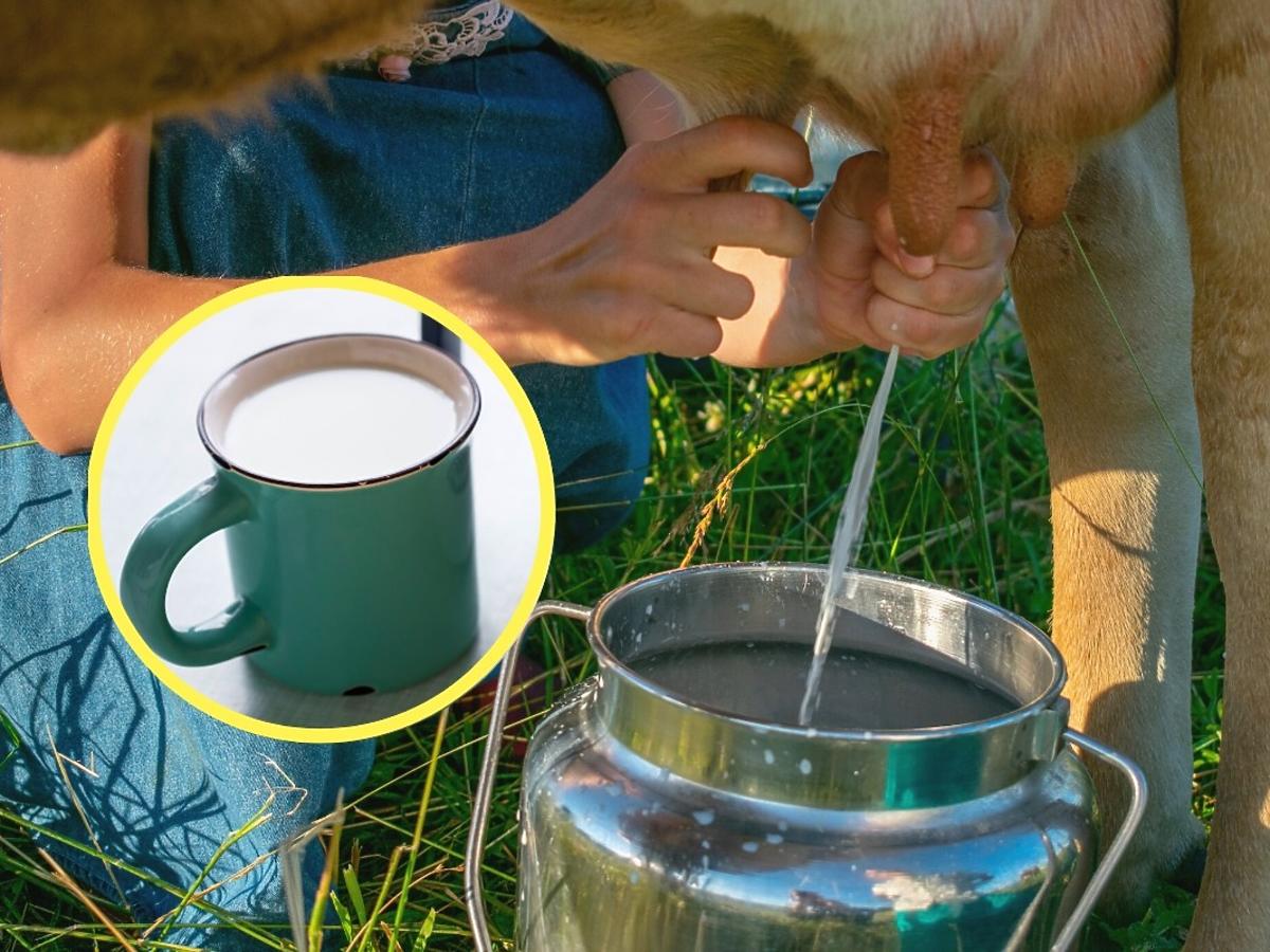 Czy można pić mleko prosto od krowy? Dietetyczka nie ma wątpliwości. Ta wiadomość jest dużym zaskoczeniem