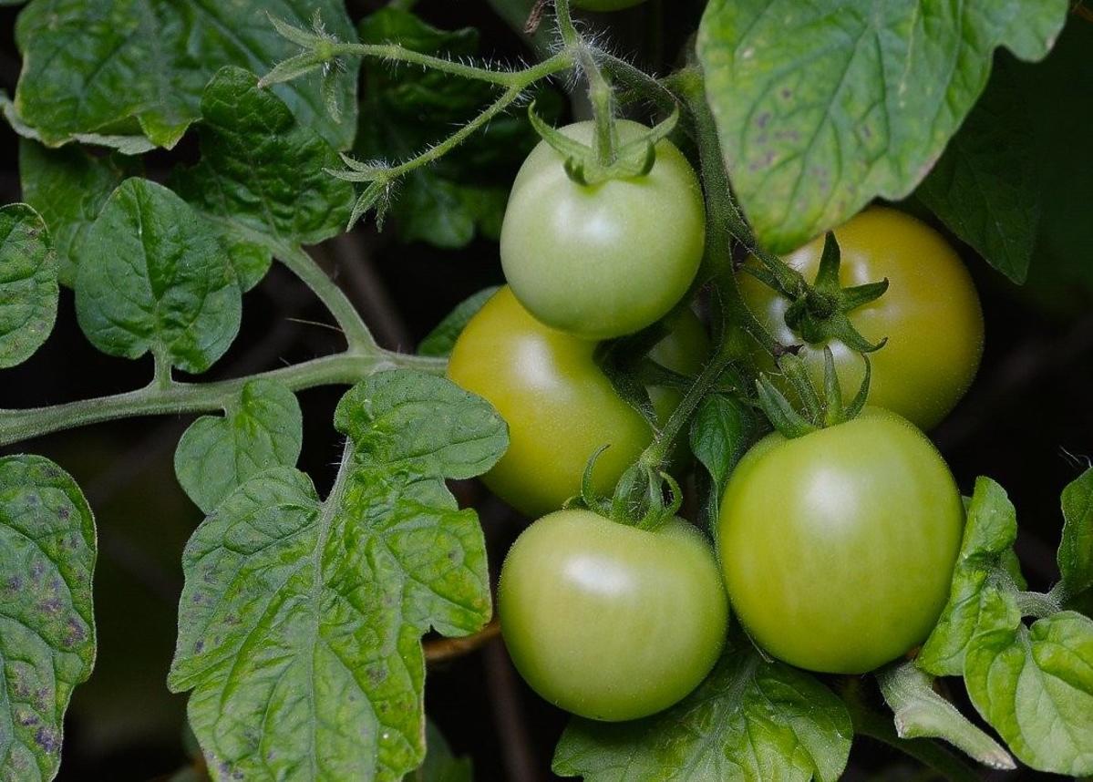 Czy pomidory mogą być trujące? Szczególnie uważajcie na ten jeden rodzaj