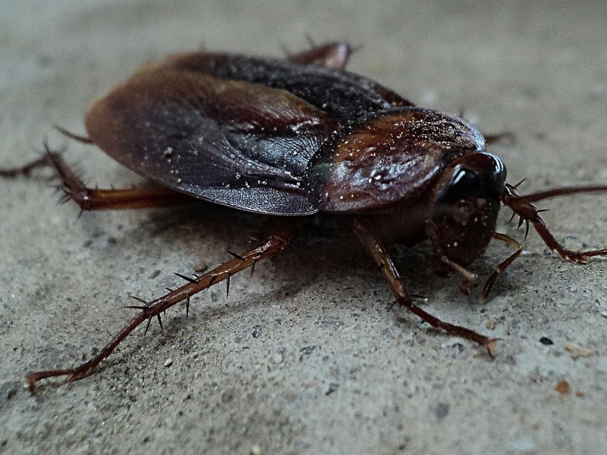 Domowe sposoby na karaluchy. Jak pozbyć się robaków z kuchni?