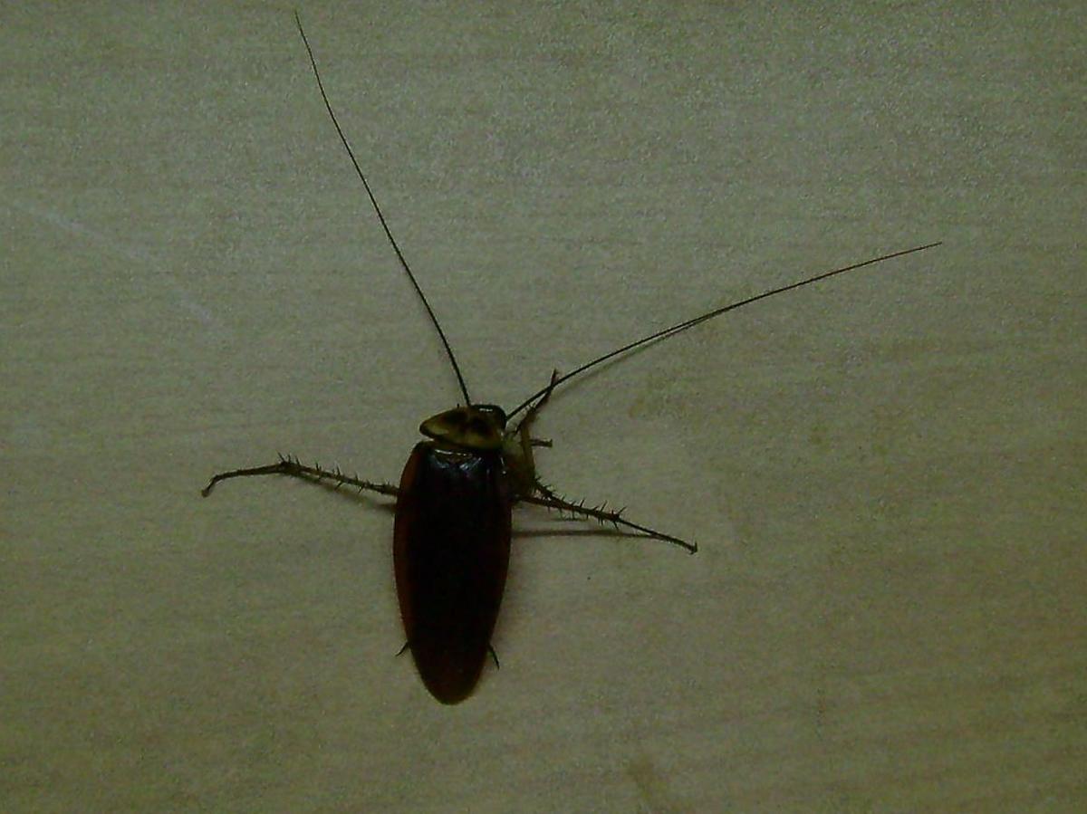 Domowy sposób na karaluchy. Wymieszajcie ze sobą te dwa składniki, a insekty będą bez szans