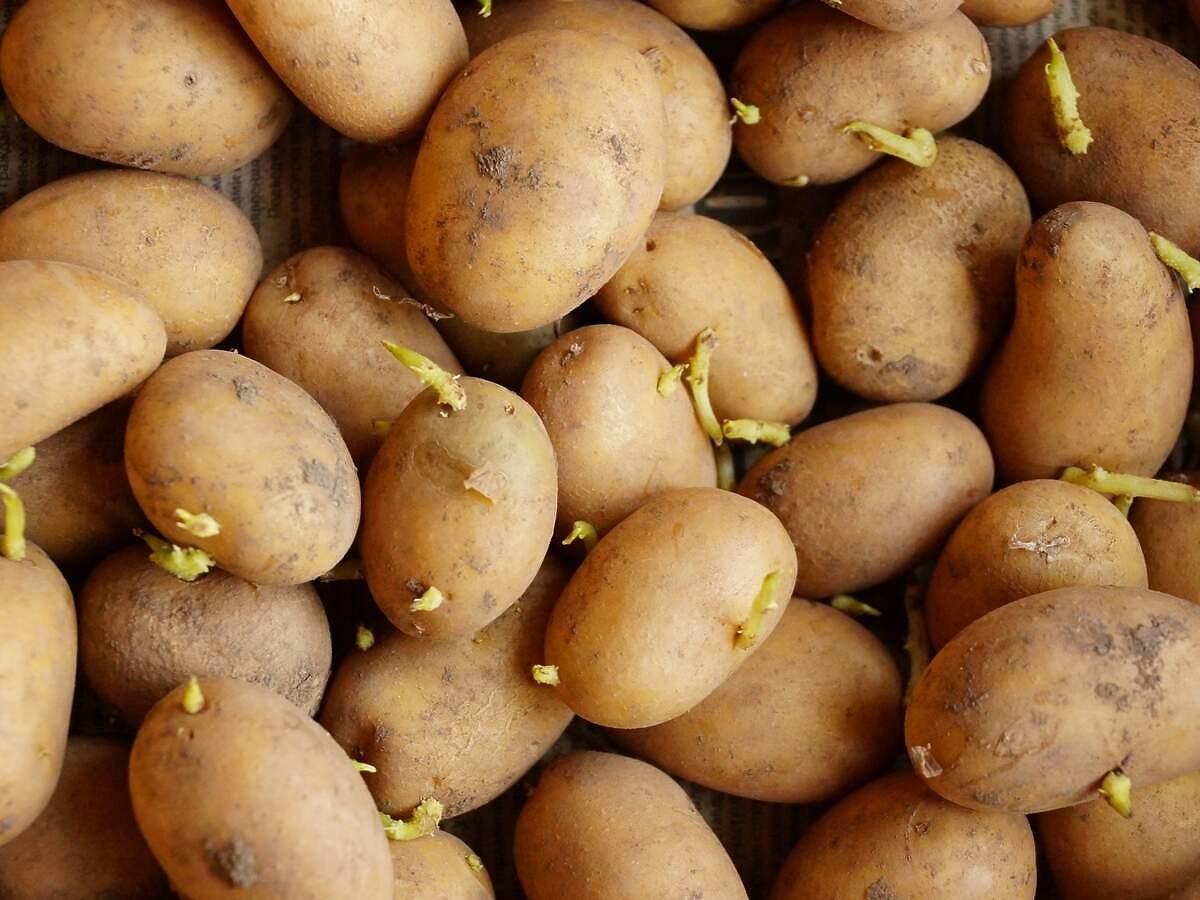 Jak przechowywać ziemniaki, żeby nie kiełkowały? Połóżcie obok nich ten owoc