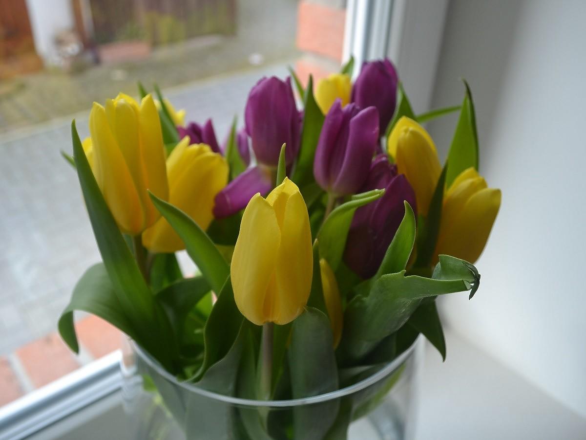 Jak przedłużyć świeżość ciętych tulipanów? Wsypcie do wazonu pół łyżeczki tej przyprawy