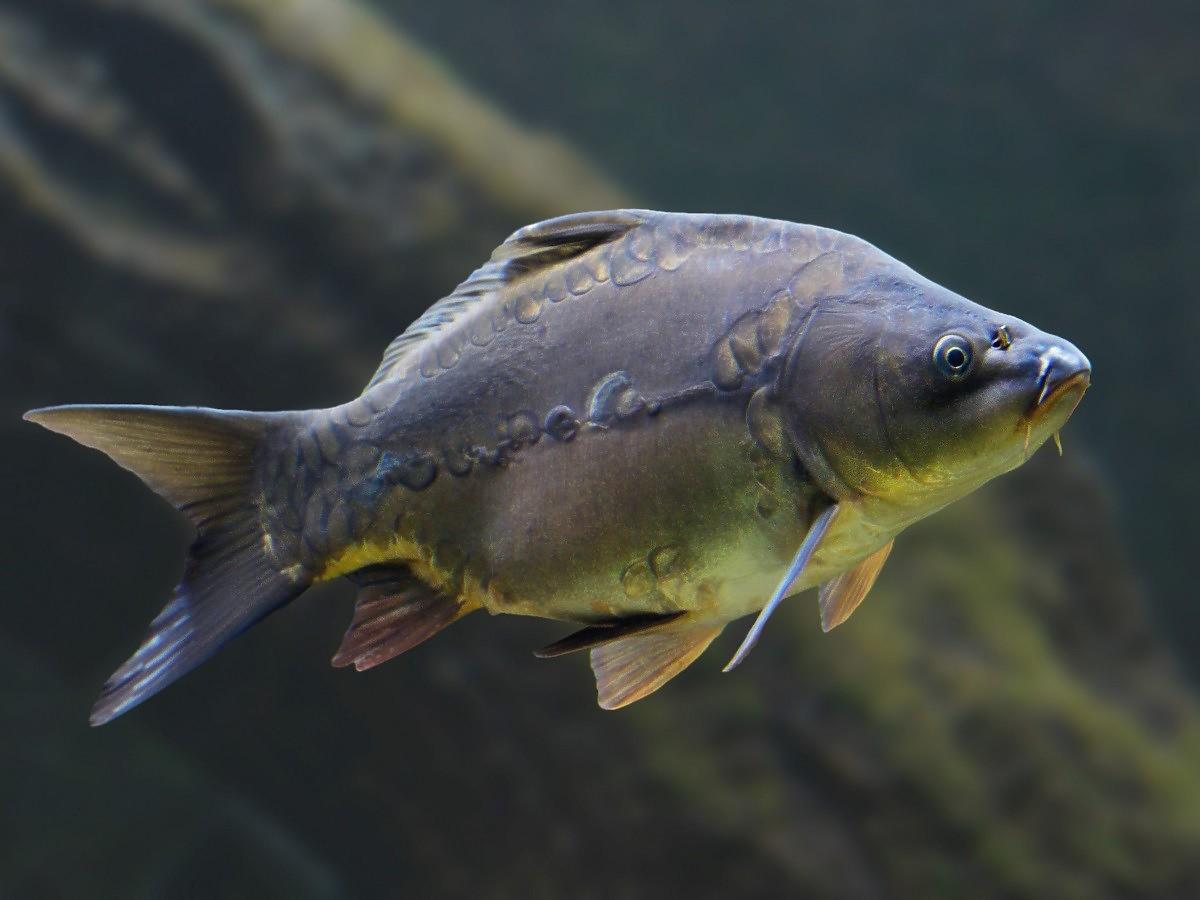 Karp ma podrożeć aż o 50%. Kupcie go wcześniej i zamroźcie