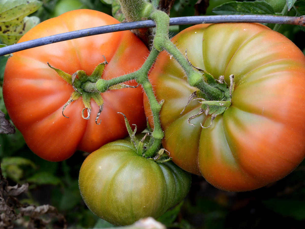 Kwaśne pomidory nabiorą słodyczy, jeżeli podlejecie je wodą z tym składnikiem. Macie go w kuchni 
