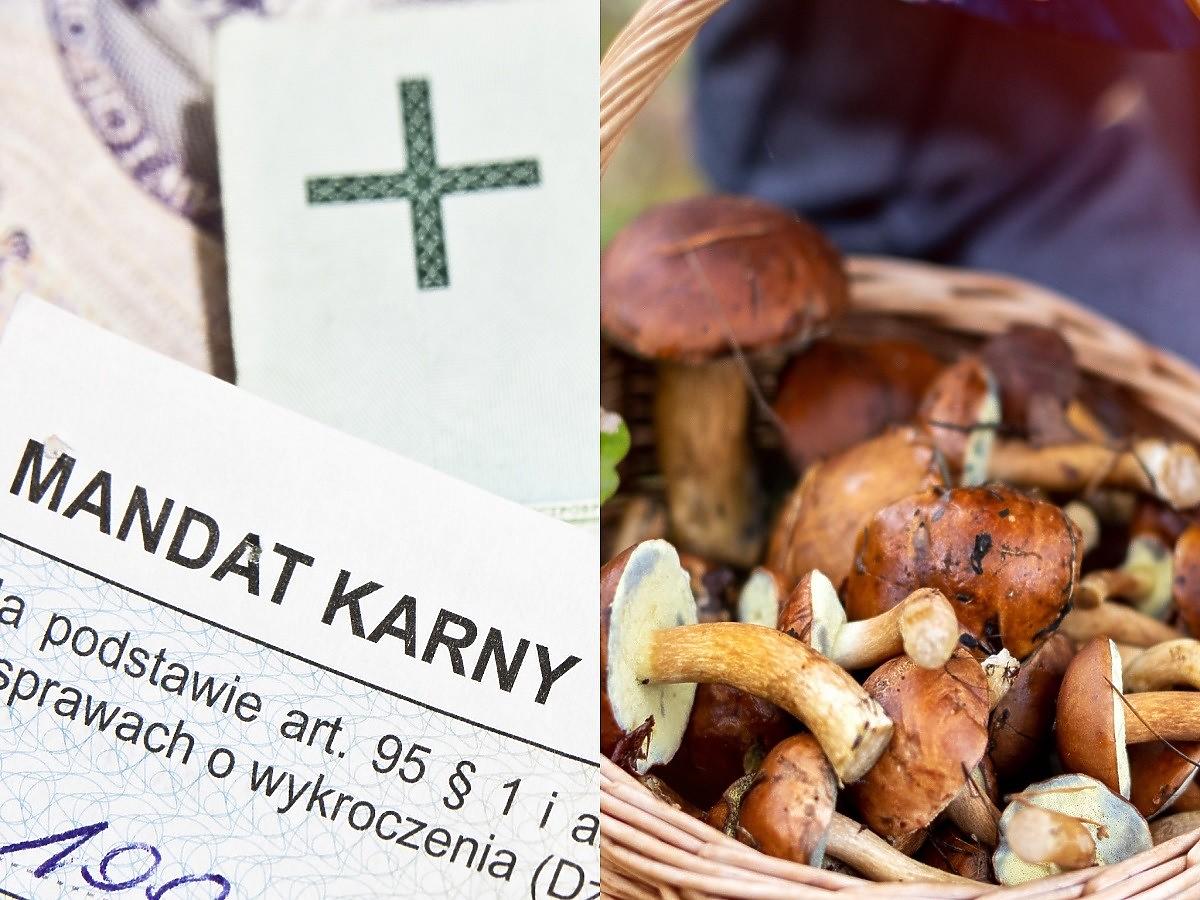 Mandat za zbieranie grzybów? Możecie zapłacić od 50-1000 zł. Sprawdzamy za co