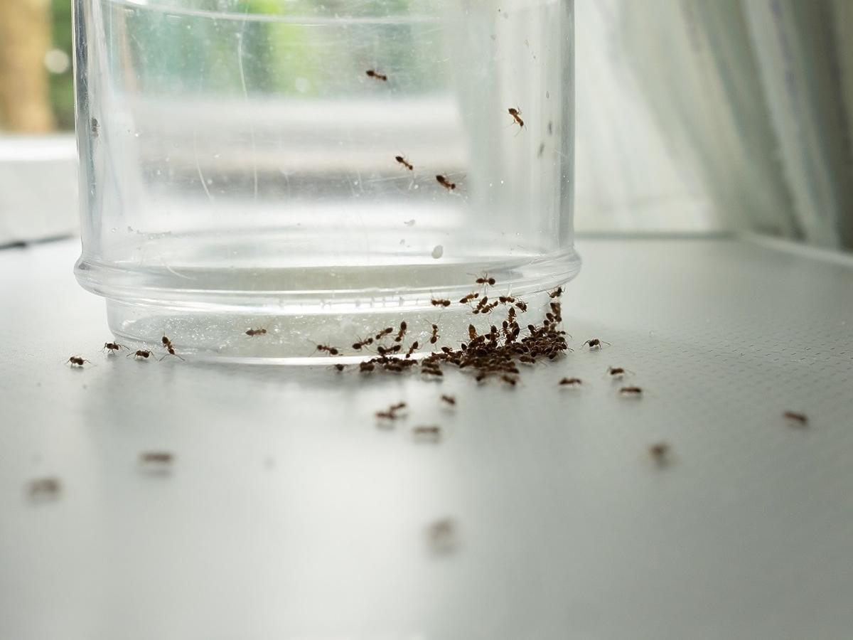 Mrówki kręcą się wam po domu? Wysypcie w kątach tę przyprawę, a insekty pójdą sobie gdzie pieprz rośnie