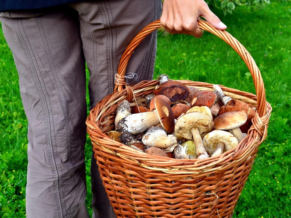 Na Podkarpaciu lasy z grzybów „czyszczą” Rumuni. Leśnicy bezradni wobec tej konkurencji dla grzybiarzy