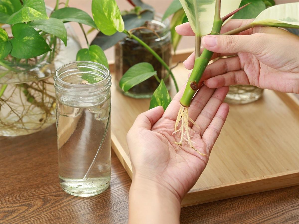 Naturalny ukorzeniacz do roślin macie w kuchennej szafce. 1 łyżka załatwi sprawę