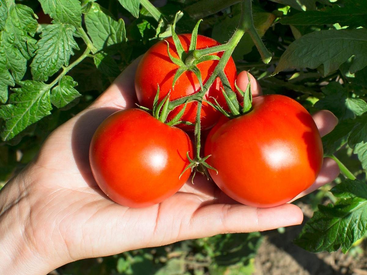 Pomidory tak obrodzą, że nie nadążycie ich zbierać. Nawóz z tych resztek załatwi sprawę