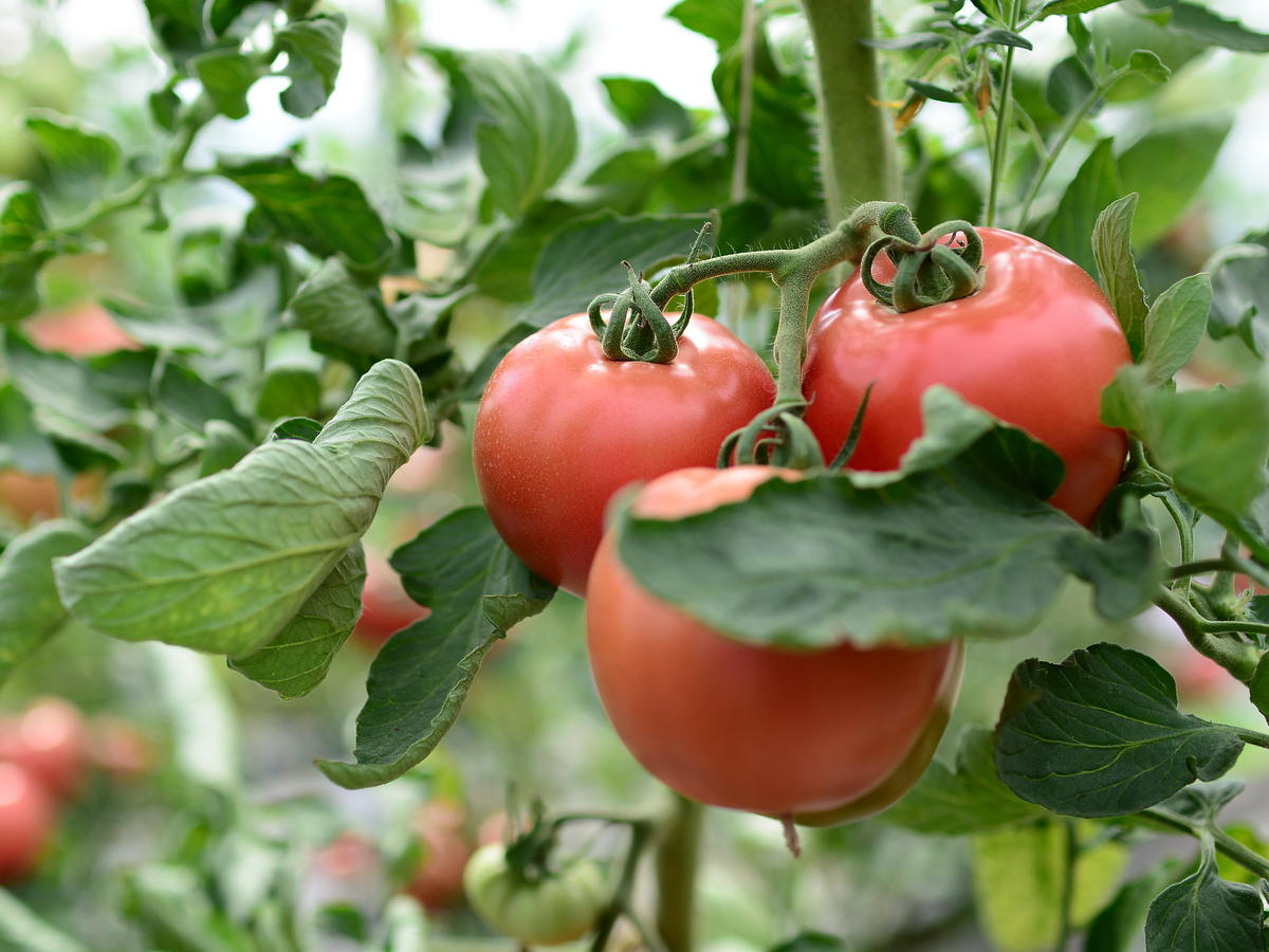 Prosty i tani nawóz, który ochroni wasze pomidory. Macie go w szafce kuchennej  