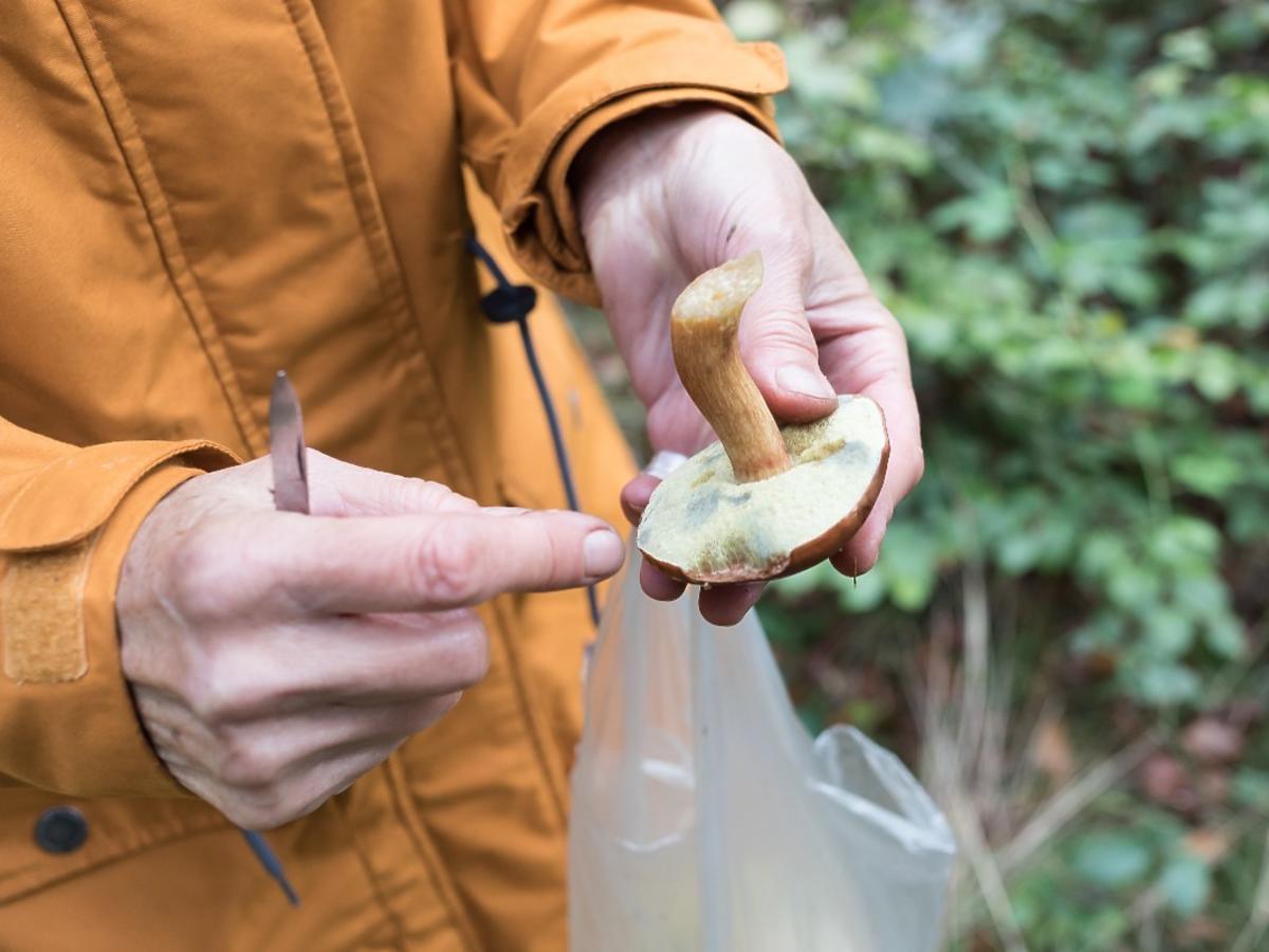 Robicie tak z grzybami? Przez ten fatalny błąd nawet jadalne grzyby mogą stać się trujące