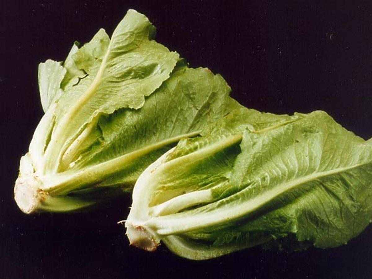 Sałata