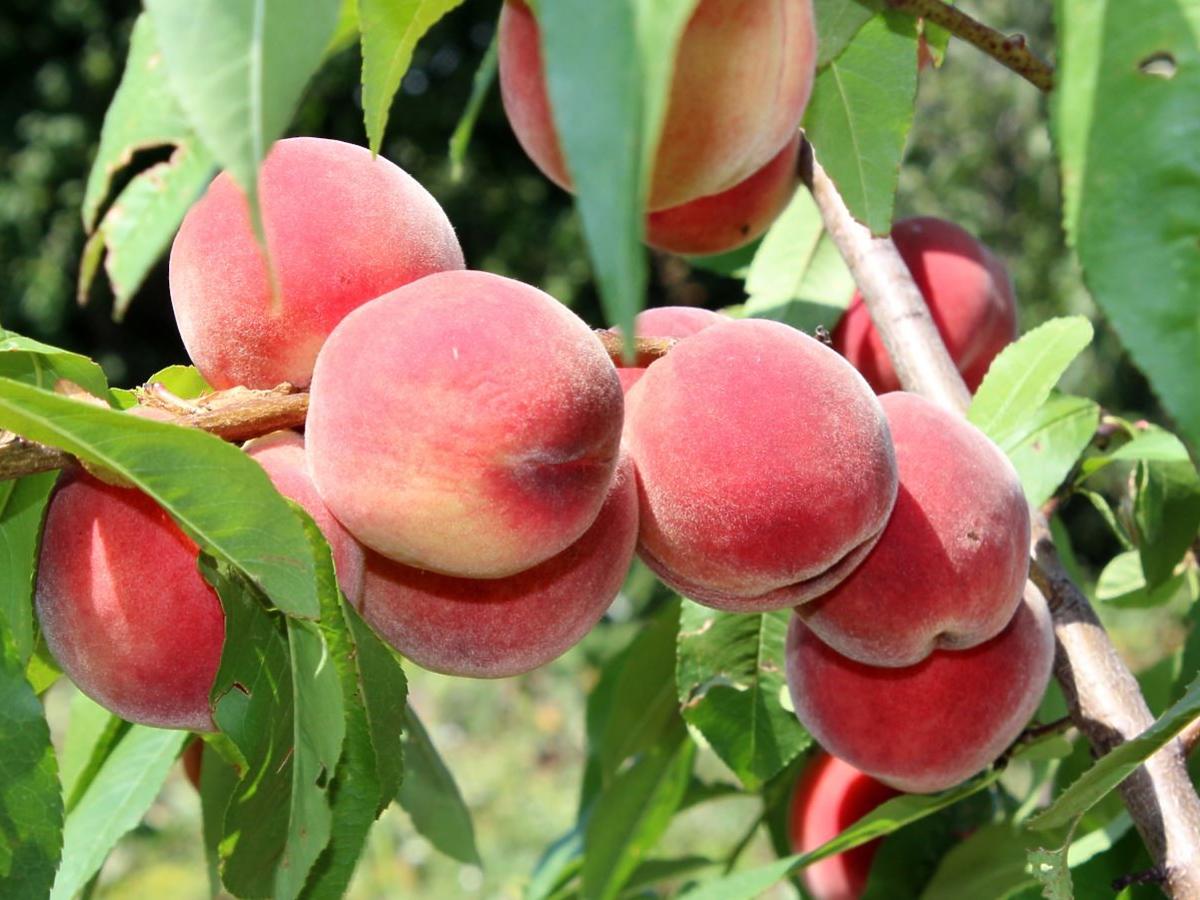 Seniorzy powinni jeść „perskie jabłka„ codziennie. Wzmocnią serce, pomogą na zmęczone oczy