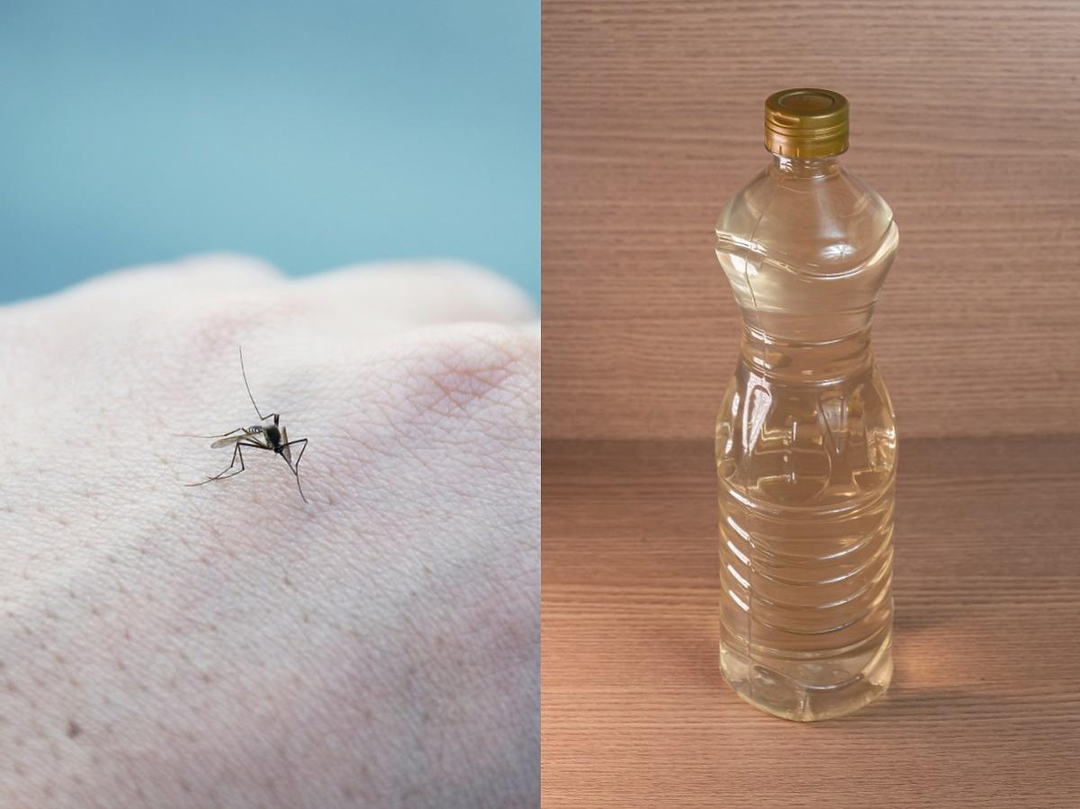 Skóra swędzi i piecze po ukąszeniu komara? Ratunek znajdziecie w kuchennej szafce 