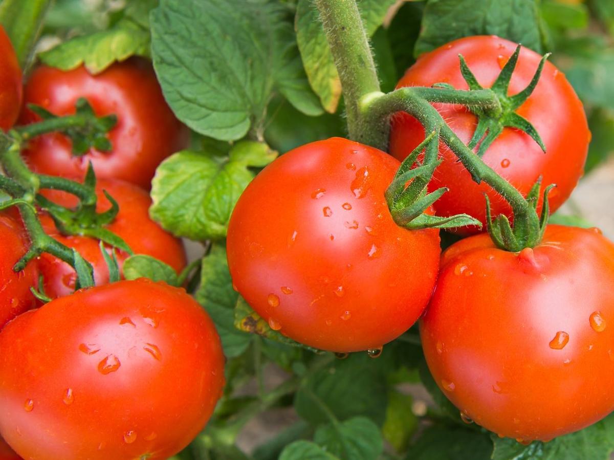 Spryskajcie pomidory tym produktem z lodówki. Nie dotknie ich żadna plaga
