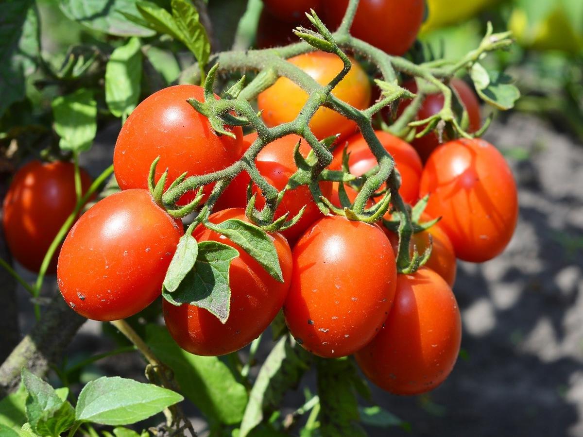 Ta odmiana pomidorów jest najzdrowsza. Jedzcie codziennie, a opóźnicie pojawienie się zmarszczek