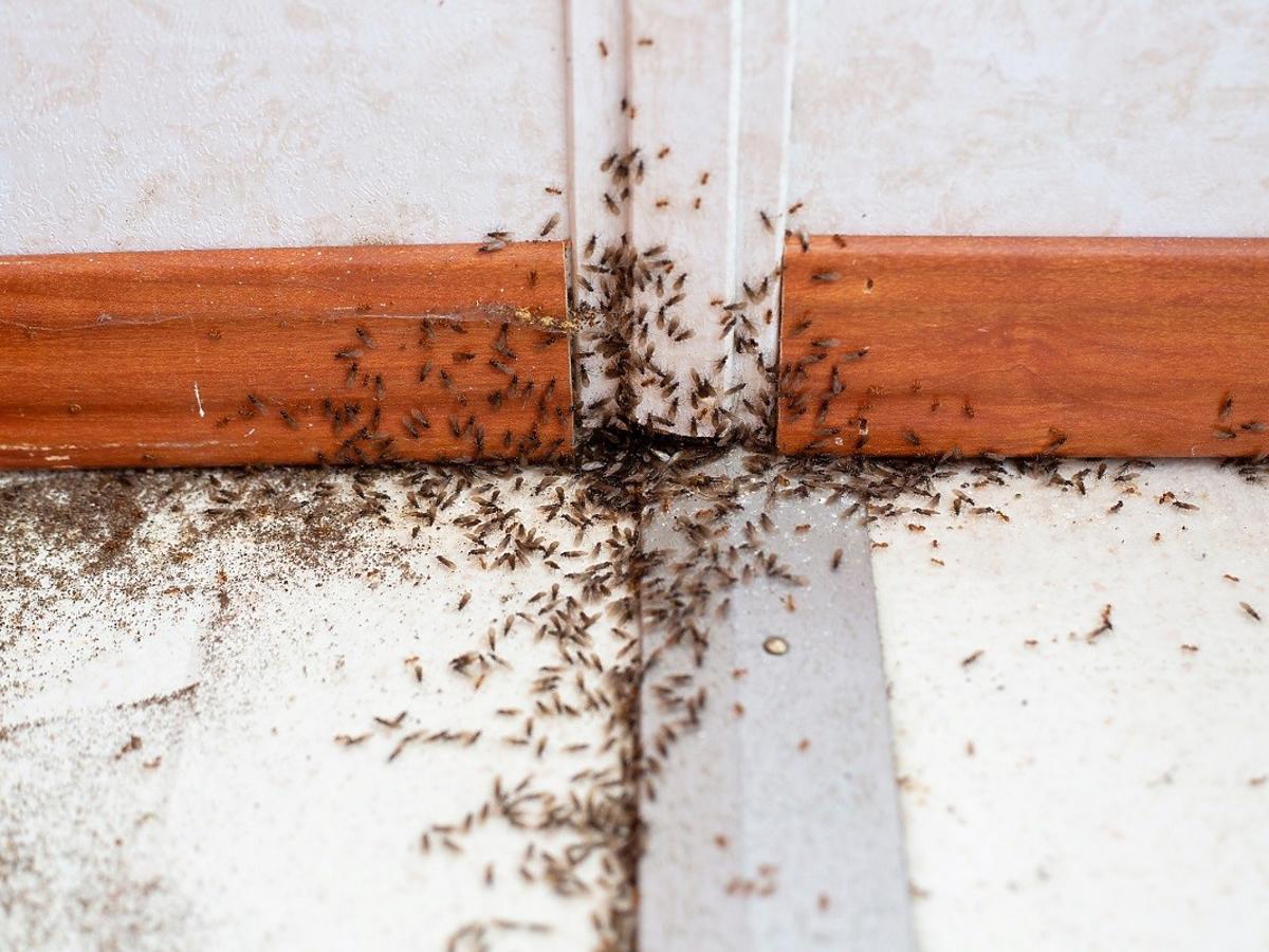 Ten odpad pomoże wam rozprawić się z mrówkami raz na zawsze. Od razu zrobią w tył zwrot