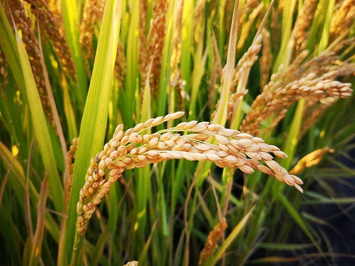 Ten produkt GMO uratował miliony dzieci przed ślepotą. Znacie tę historię? – złoty ryż, ryż wzbogacony o beta karoten