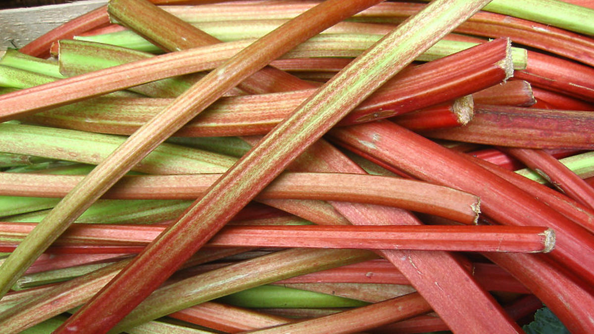 Jak przechowywać rabarbar, aby jak najdłużej zachował świeżość?