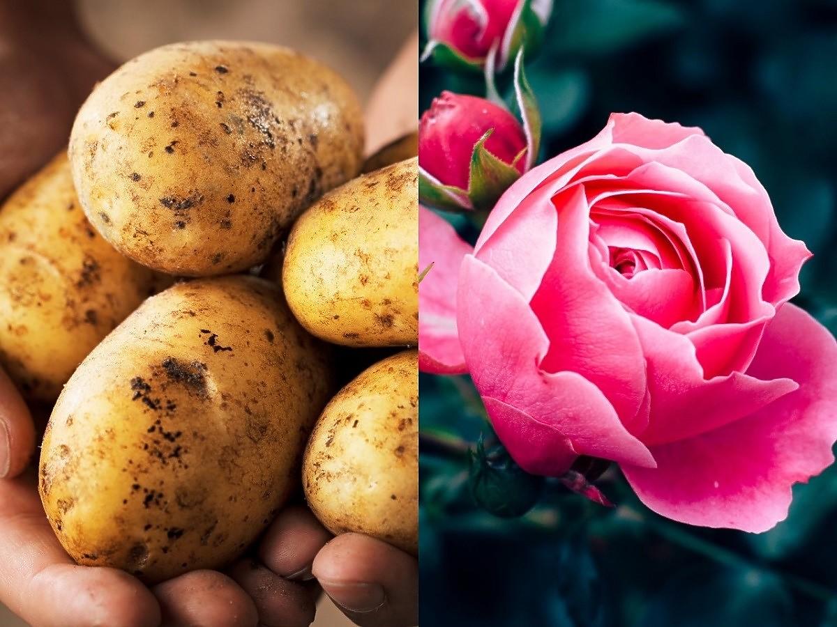 Wbijcie różę w ziemniaka a stanie się cos niesamowitego. Trik za grosze