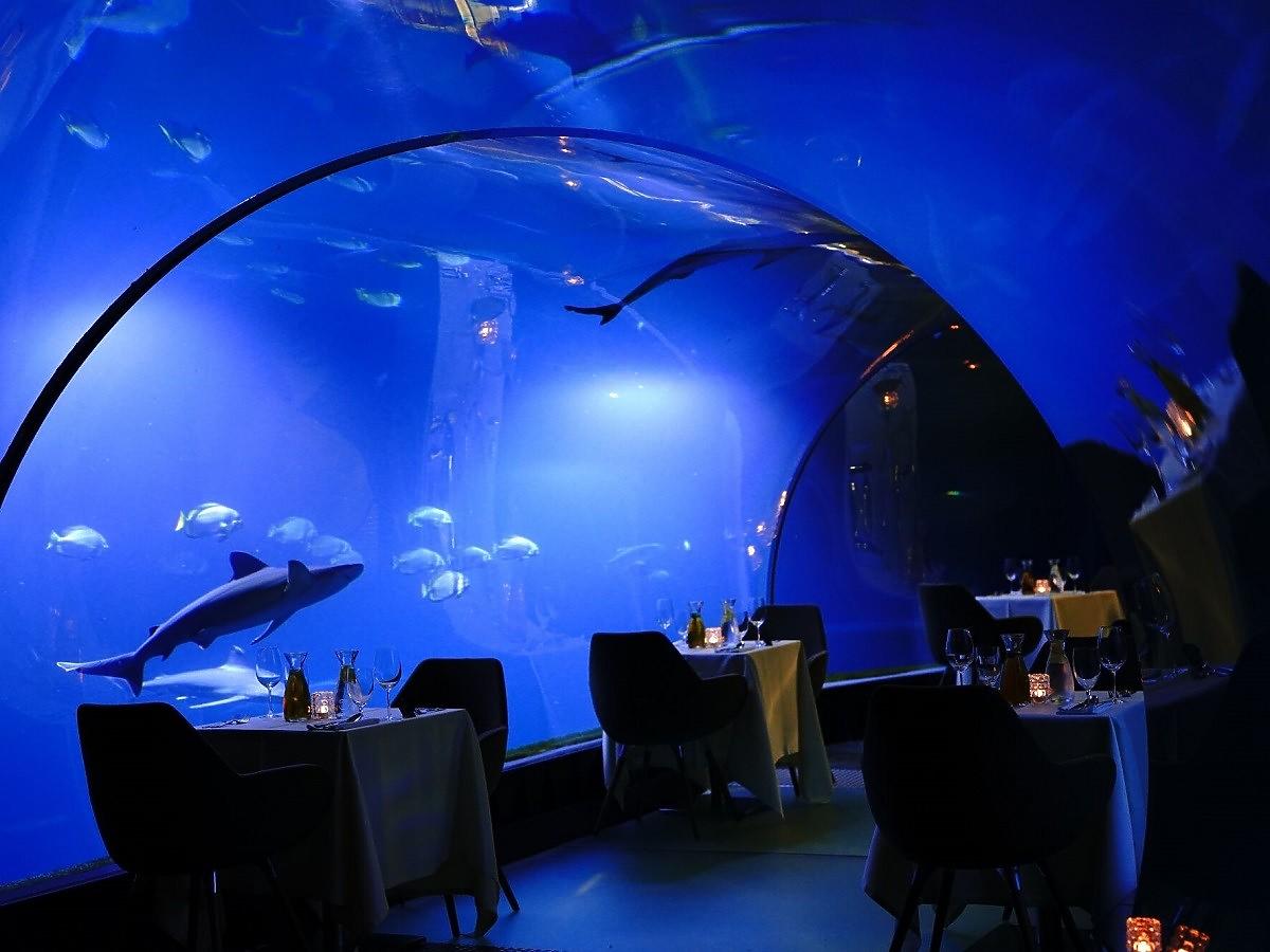 We Wrocławiu można zjeść kolację pod wodą. Nad głowami przepływają płaszczki, rekiny i żółw Stefan