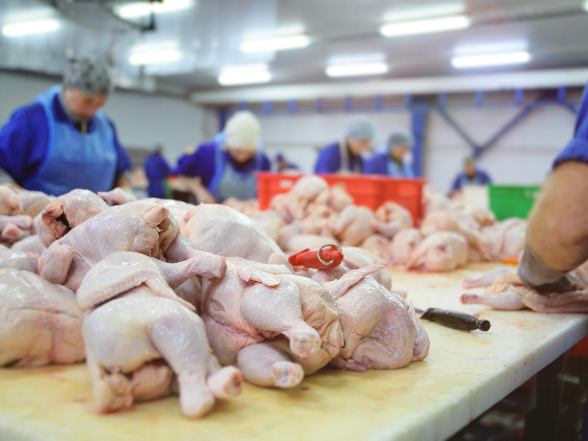 Z powodu ptasiej grypy zlikwidowano 48 mln sztuk drobiu. Czy zabraknie jajek i mięsa?