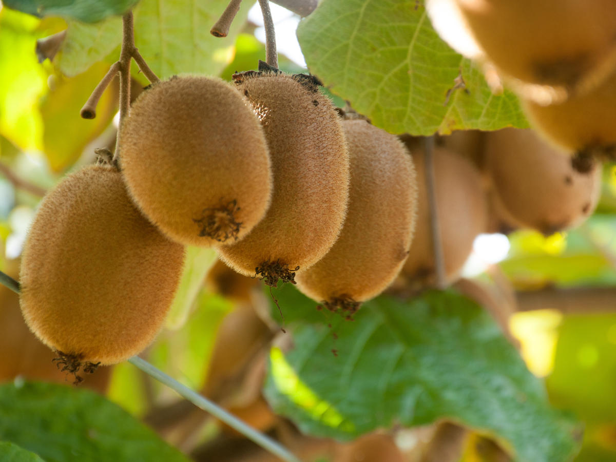 Zdrowie, kiwi, dieta